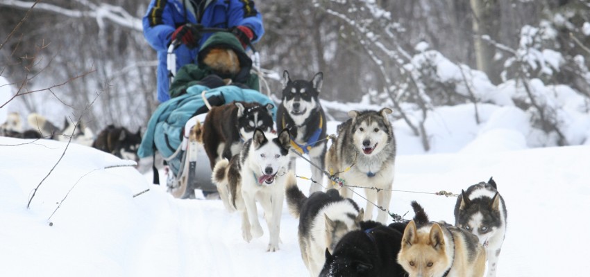 On an adventure with sled dogs in the Yukon