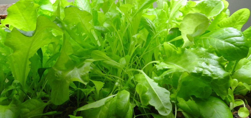 DIY aquaponics project