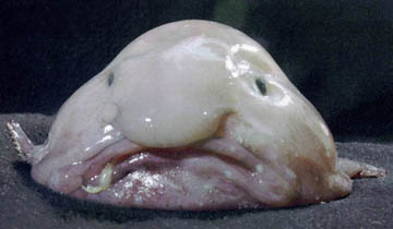Green living: Blobfish