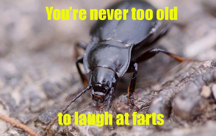 Green living: Bombardier Beetle