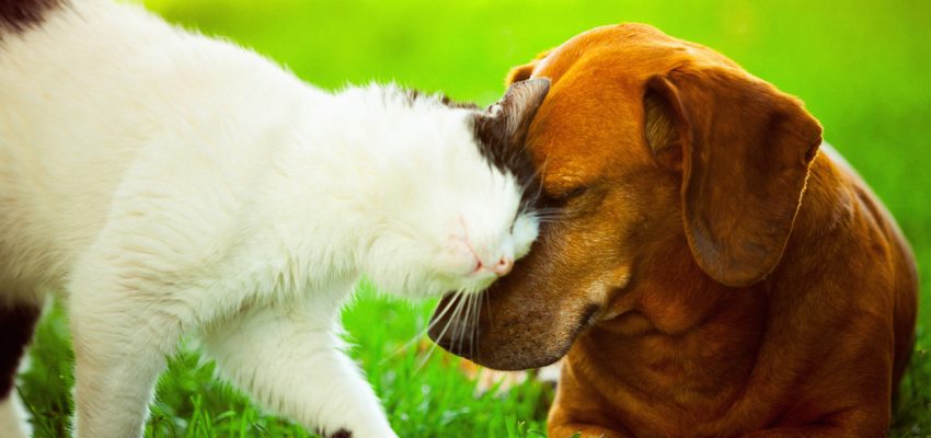 get rid cat fleas naturally