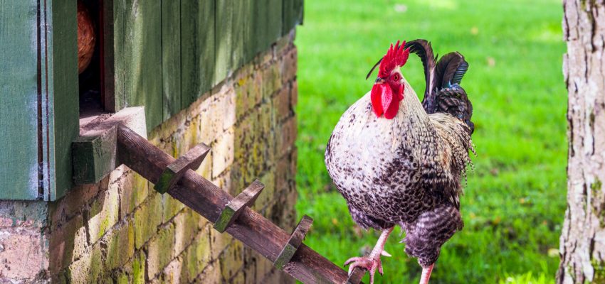 free chicken coop plans