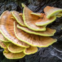 chicken of the woods