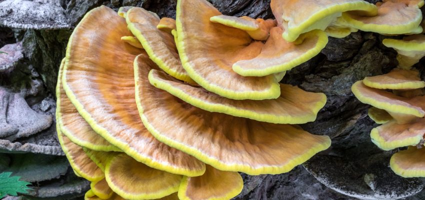 chicken of the woods