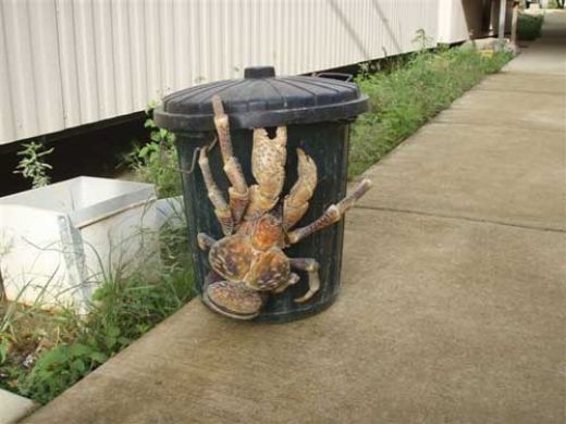 Green living coconut crab