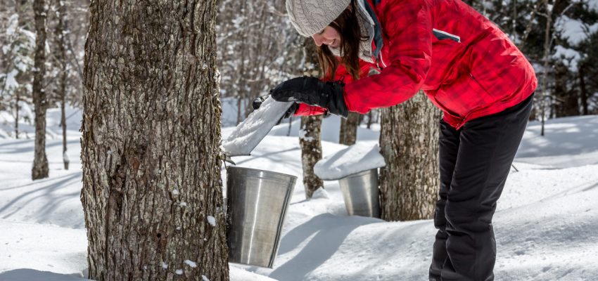 maple tapping video