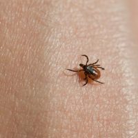 natural tick spray