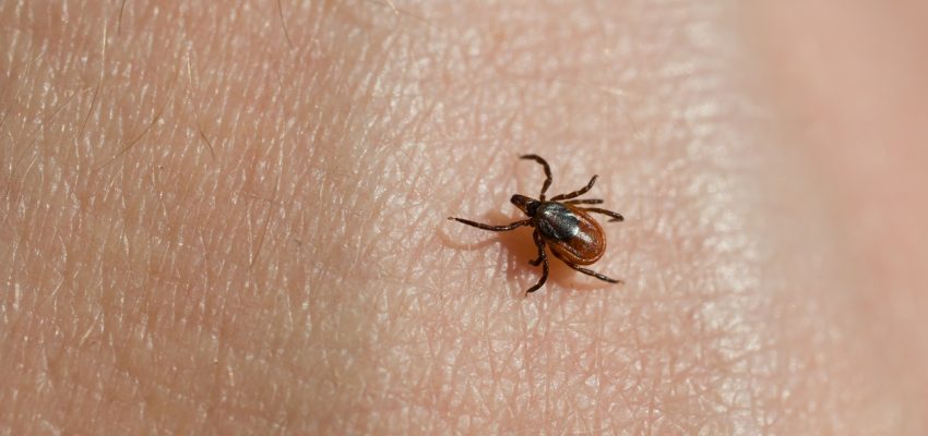 natural tick spray