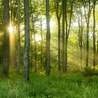 Trump forest greenmoxie