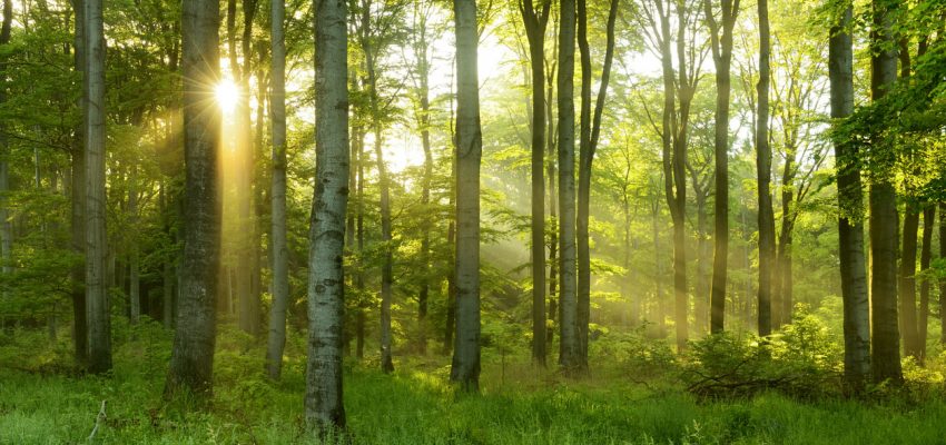 Trump forest greenmoxie