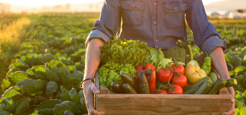 organic pesticide recipe