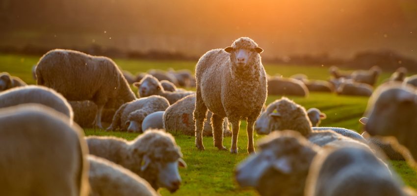 wool insulation for homes