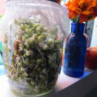 green home sprouting lentils