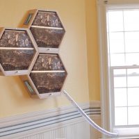 save the pollinators