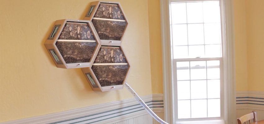 save the pollinators