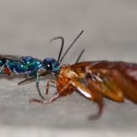 Jewel Wasp Zombie Cockroach