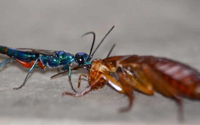 Jewel Wasp Zombie Cockroach