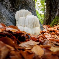 lion's mane mushrooms