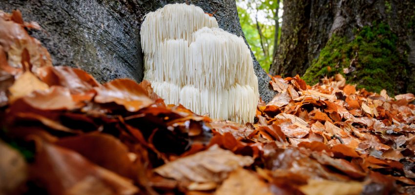 lion's mane mushrooms