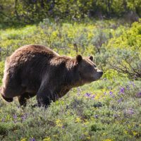 survival tips prepper