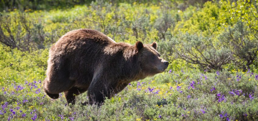 survival tips prepper