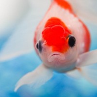 Environmental impact hand sanitizer