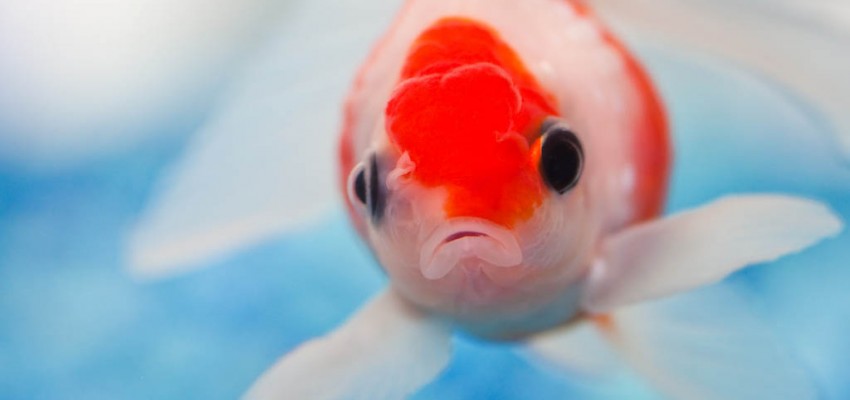 Environmental impact hand sanitizer