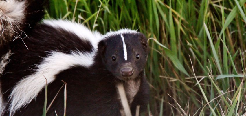 podcast outdoor enthusiast