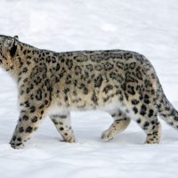 Snow leopard