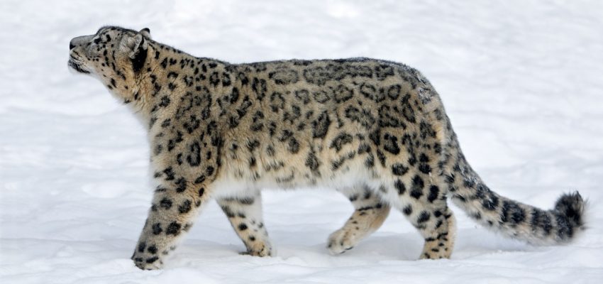 Snow leopard