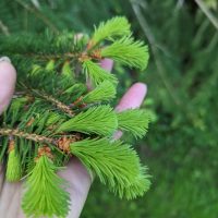 spruce tips