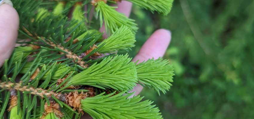 spruce tips