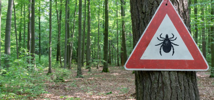 DIY natural repellents