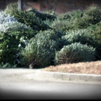 recycle Christmas trees