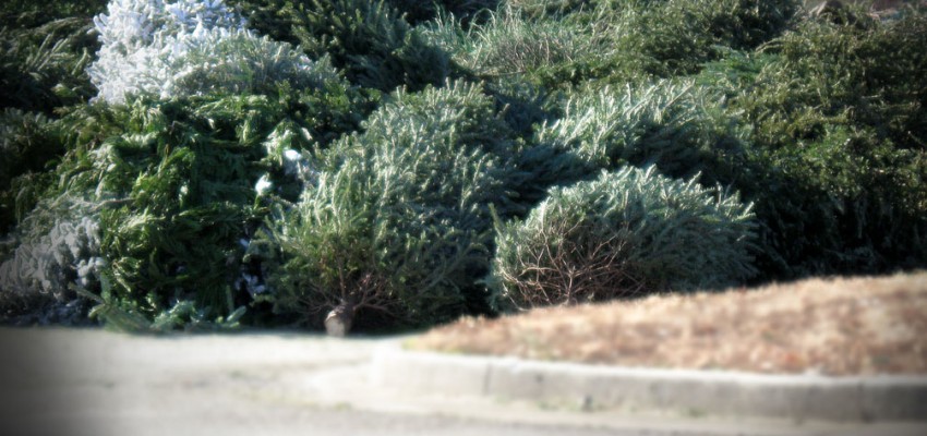 recycle Christmas trees