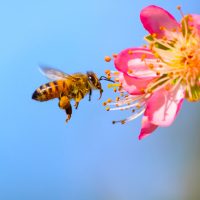 bee garden tips