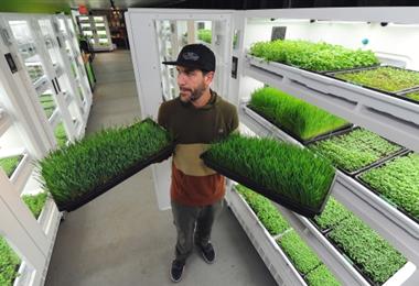 green living sprouts