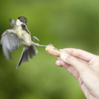 DIY upcycled bird houses