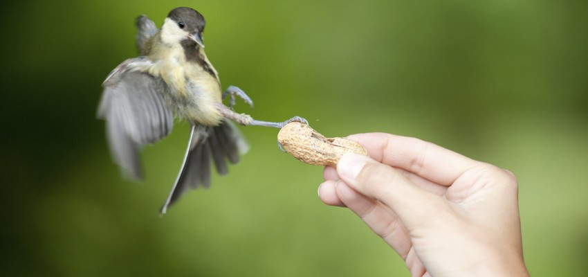 DIY upcycled bird houses