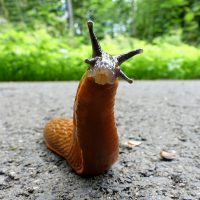 slug trap