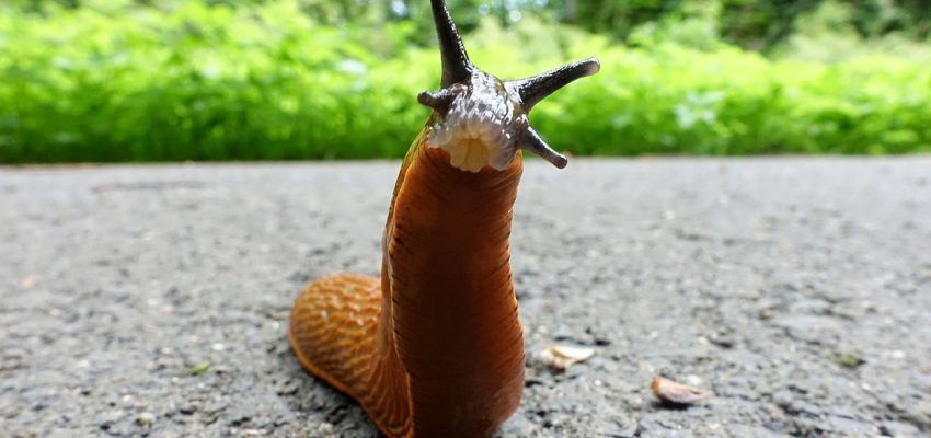 slug trap