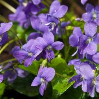 cooking with violets