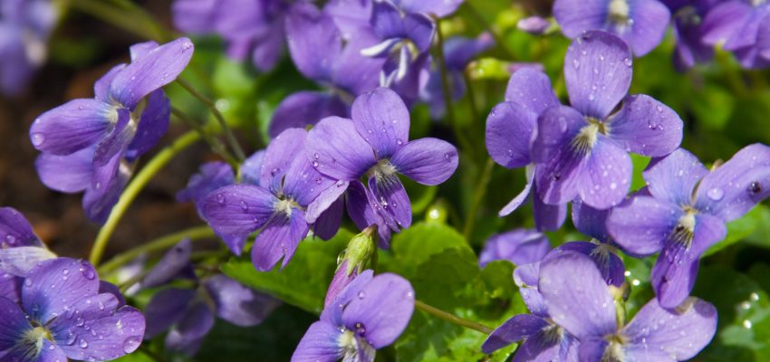 cooking with violets